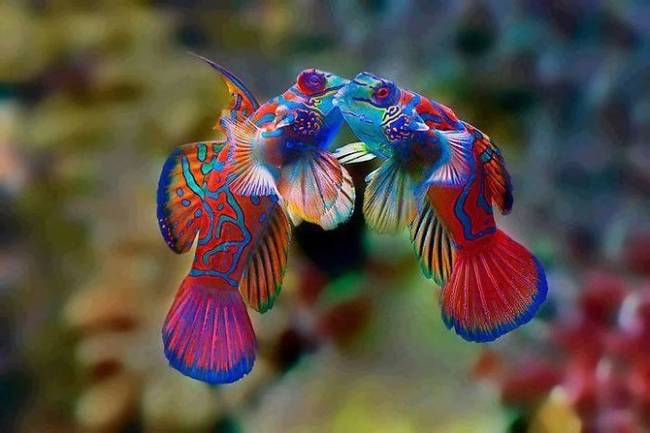 Mandarin Fish