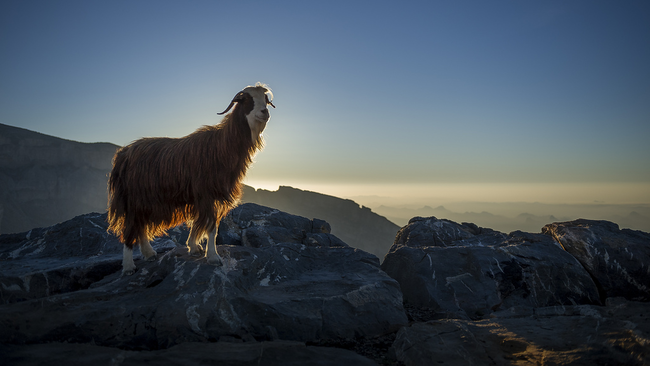 9.) Mountain Goat