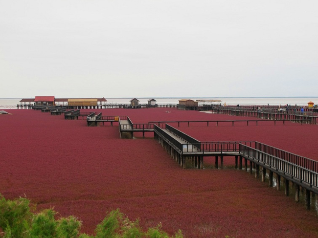 The Red Seabeach is part of the biggest wetland in the world.