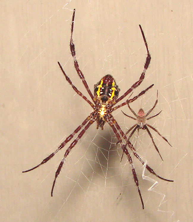 6.) Hawaiian Garden Spider.