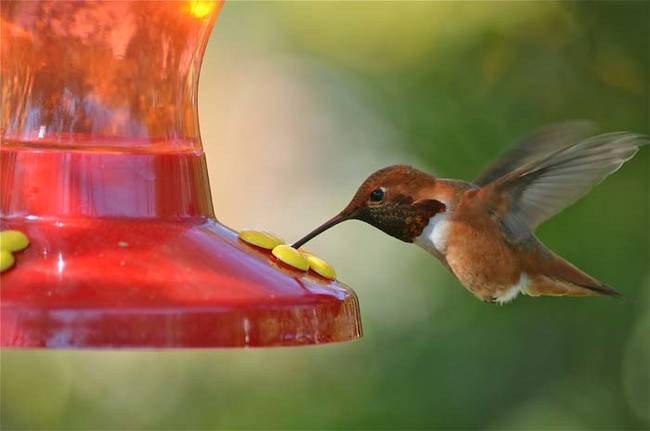 However, because the mantis is used to tracking fast moving prey, it can sometimes mistake hummingbirds coming to the feeder for bees or wasps.