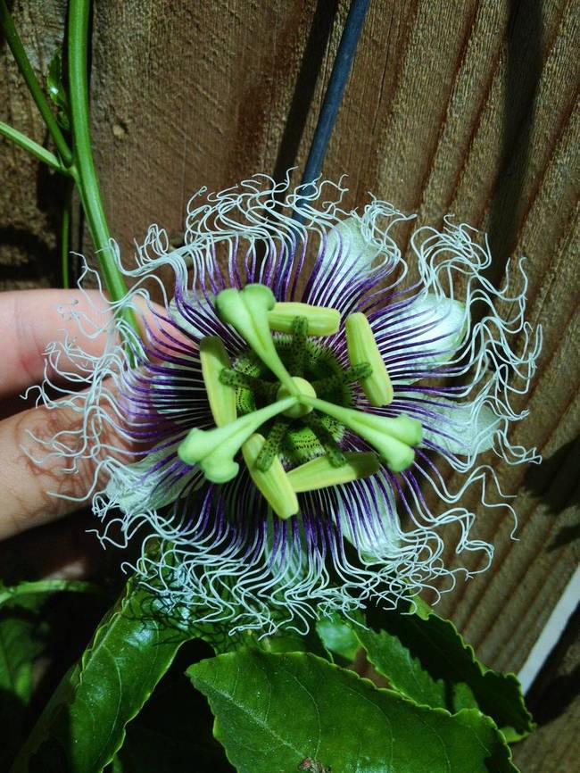 Passion Flower (Passiflora incarnata)