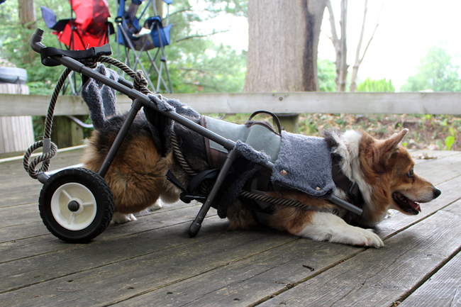 The middle bar acts as a kickstand and keeps Bentley from rolling away when resting.