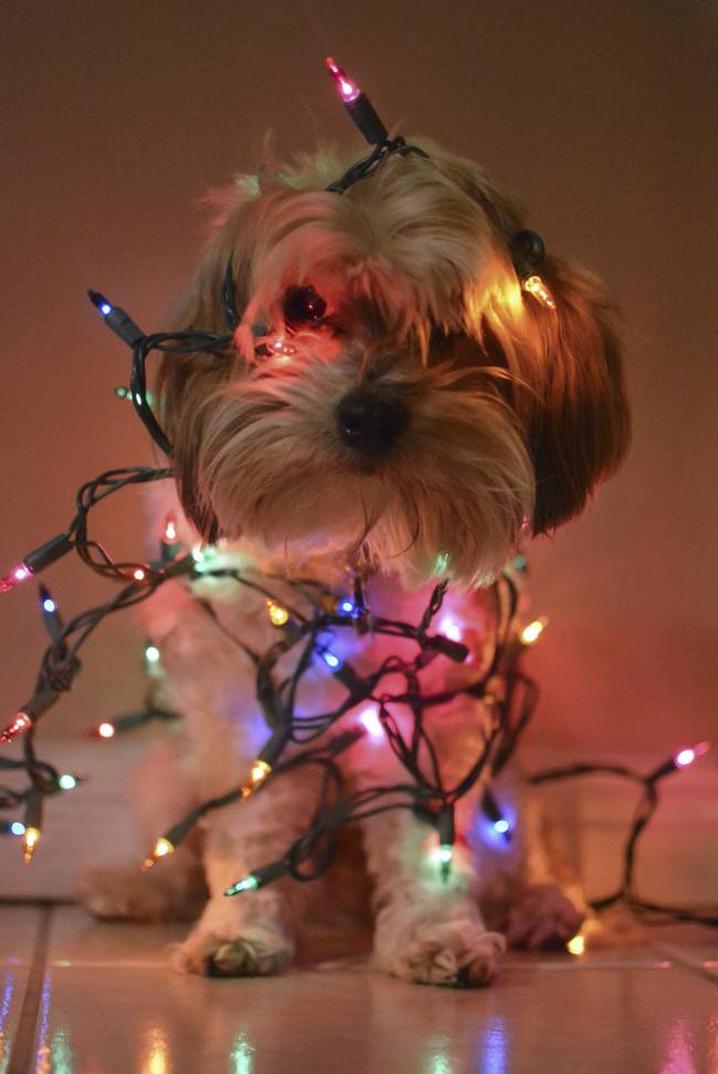 Poor pup probably thinks it'll be stuck inside Christmas forever.