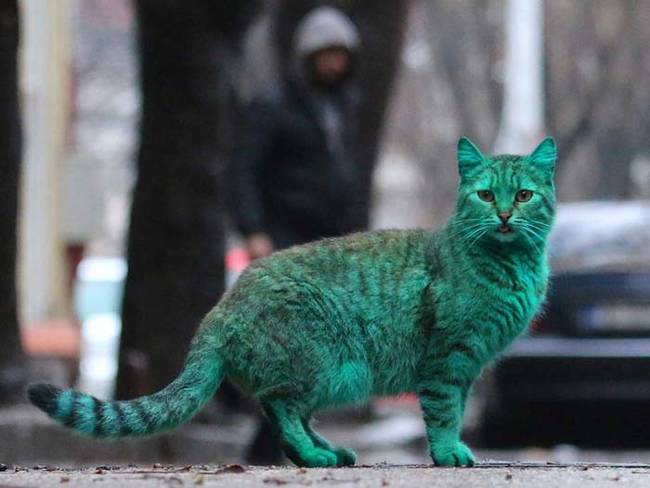 While it looks a bit dangerous, it's believed that the paint is not toxic since the cat has been seen licking itself, and has not yet fallen ill.