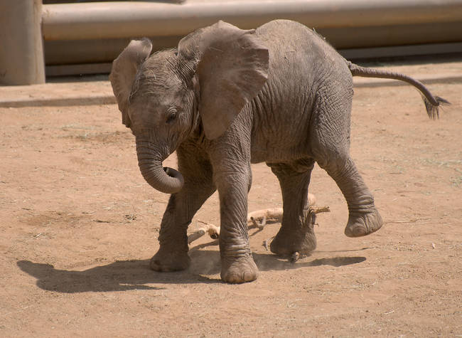 Like human babies with their thumbs, baby elephants suck on their trunks for comfort.