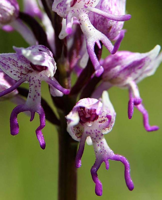 Naked Man Orchid (Orchis Italica)