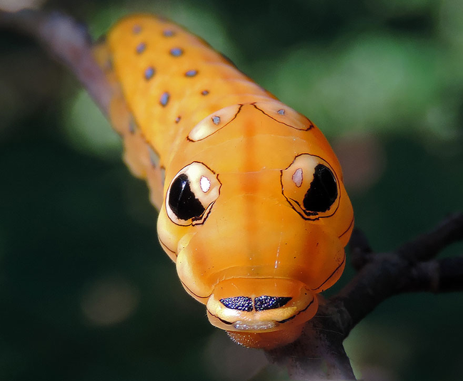 2.) Spicebush Swallowtail