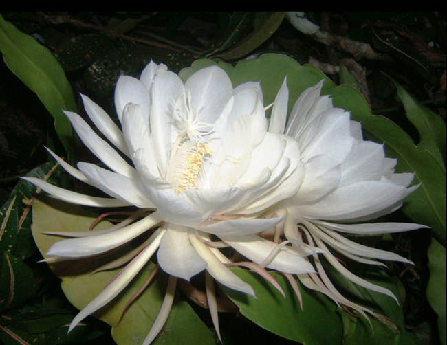 Epiphyllum