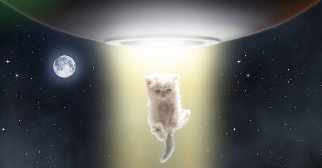 Even aliens know Napoleon is the cutest kitty around.