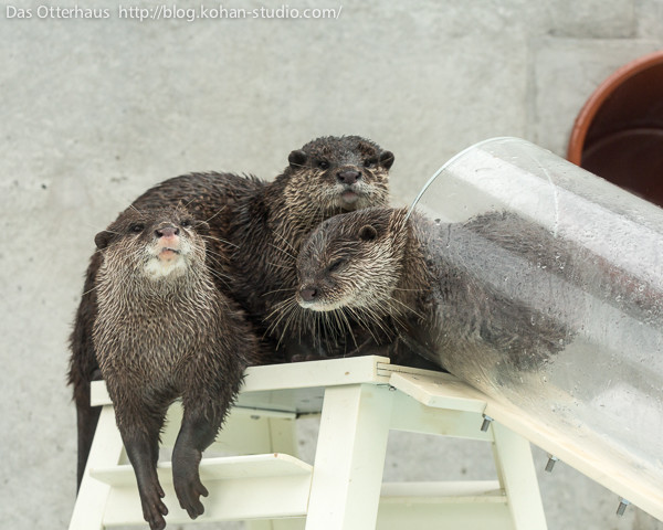 On the right side, the tank provides a shady shelter as well as a "dry land" section, where the otters can lounge, sleep, and play.