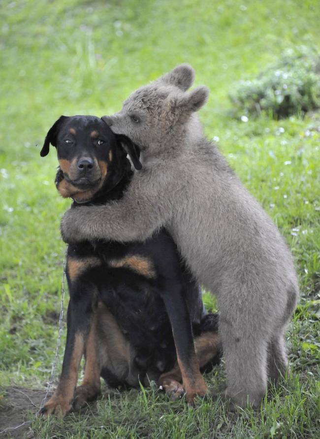 1.) A little roughhousing never hurt anyone, right? This little bear cub stumbled into a family's yard in Slovenia. Since then, he's found a friend in the household dog.