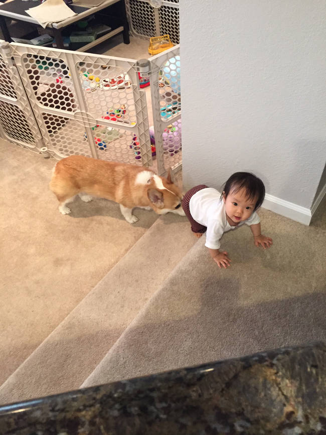 He gives her a hand, or a nose, getting up the stairs.