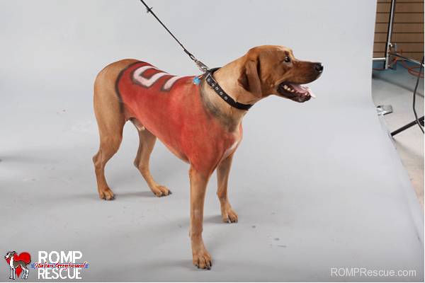 3.) Give your dog a shirt! Nice and simple, and you can make it your favorite team's colors, too.