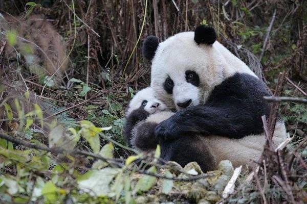 Young Pandas are known to eat the feces of their mothers.