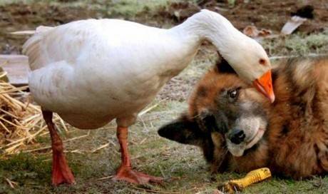 This formerly aggressive pup whose life was saved by <a href="https://www.viralnova.com/dog-and-goose/" target="_blank">the love of a goose</a>.