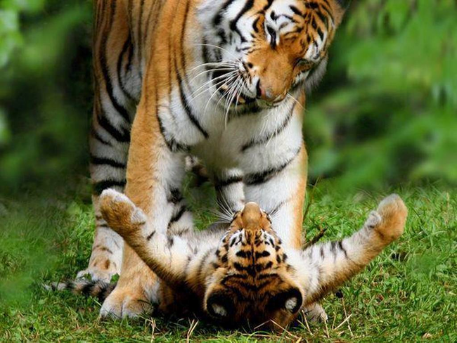 10.) An Indian male tiger adopted some orphan cubs recently. It was the first time such behavior had ever been recorded.