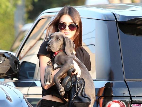 Blu, Kendall Jenner's Great Dane