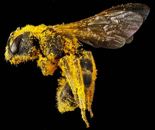 This bee is covered in pollen, most likely from a sunflower. This pollen gets on the bee as it sips nectar from a flower. It helps the plant reproduce and evolve in its ecosystem. This is crucial to the continued survival of the plant, as well as for the animals (including us) that need them to survive.