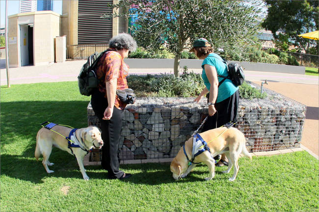 Guide Dog Clean Up