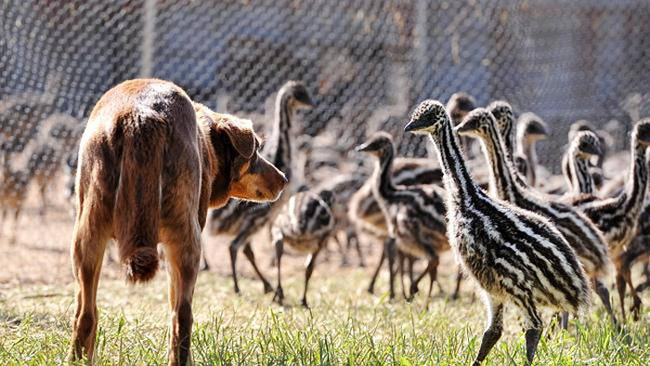 With around 8,000 emus total at the farm, it's one of the biggest in all of Australia.