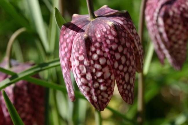 Fritillaria