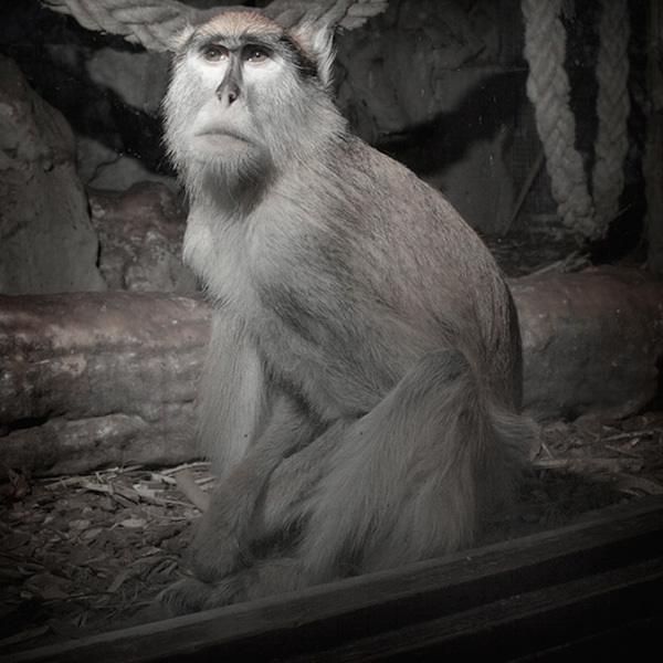 Because although zoos are open year-round, peak visiting hours (and days) are exclusively during the summer.