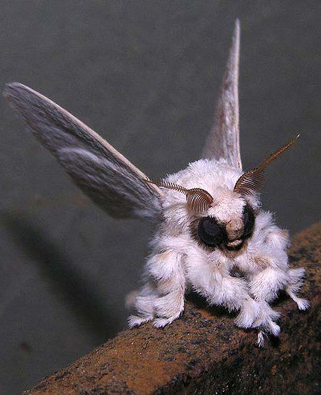 1.) Poodle Moth.