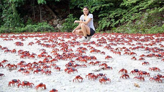 The journey to the beach takes about a week to complete. Once there, the crabs pair off and mate. After mating is finished, the females stick around on the beach for another two weeks with their eggs. Around December 18-19, the females lay their eggs, which are swept out to sea with the receding tide. They then begin their journey back to the forest to rejoin the males.