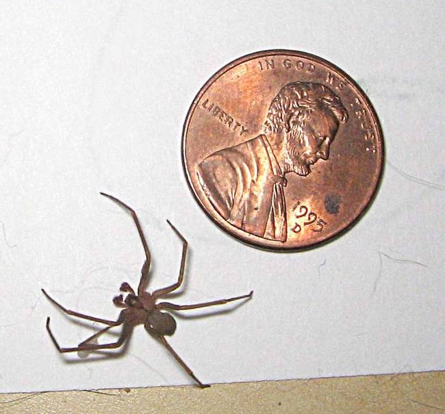 Their homeowners insurance also refused to pay anything because they say spiders aren't covered.