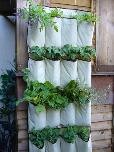 You can use a shoe rack to make a hanging garden.