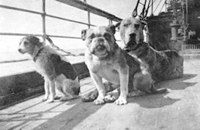 Some of the dogs rescued from the Titanic.