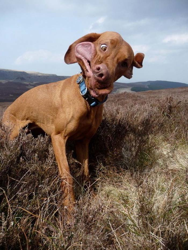 9.) The Shorthaired Derp Dog is majestic and awkward.