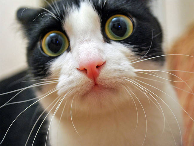 I think this cat is really just pissed about you shoving a camera so close to his face.