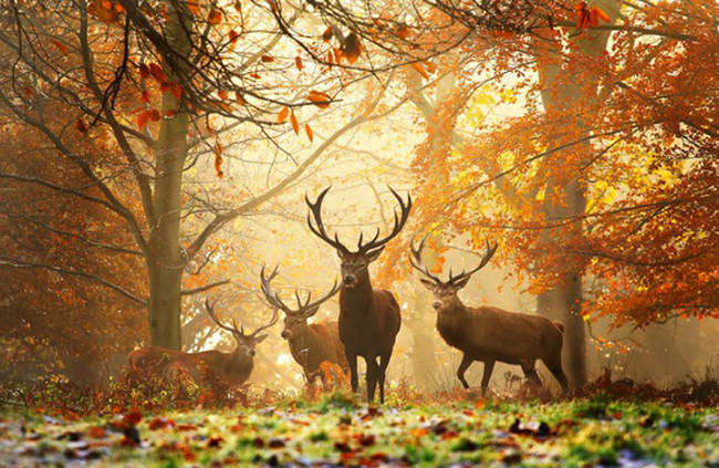 Elks are even more majestic in the fall.