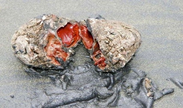 13. Living Rocks: Not actually rocks, these sea creatures line the beaches of Chile and are completely immobile.