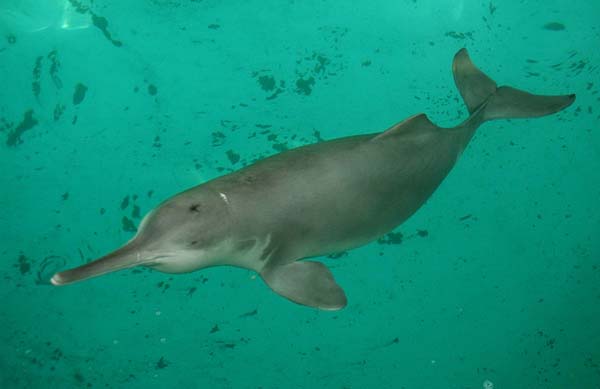 2.) Baiji or Yangtze River Dolphin (2006)