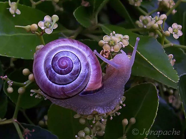 Purple Snail