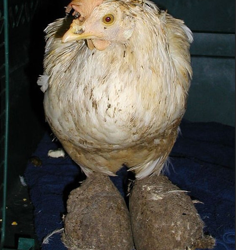 2. Angie: This chick was rescued from an egg farm where she was left in a manure pit.