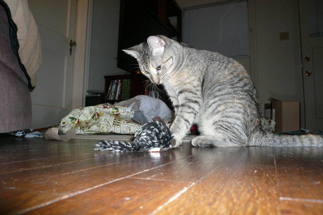 "Oh, another toy mouse. I mean, I kinda wanted that catnip bunny. But, this is cool, I guess..."