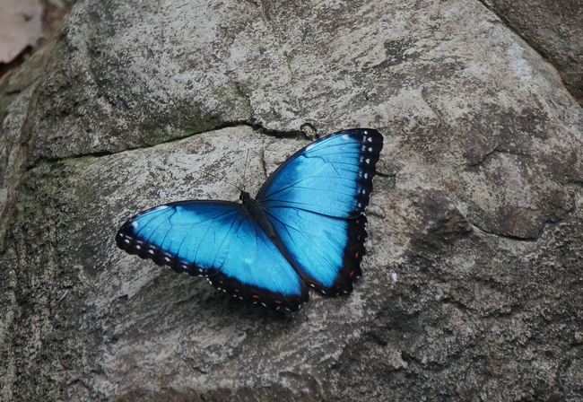 9.) Blue Morpho