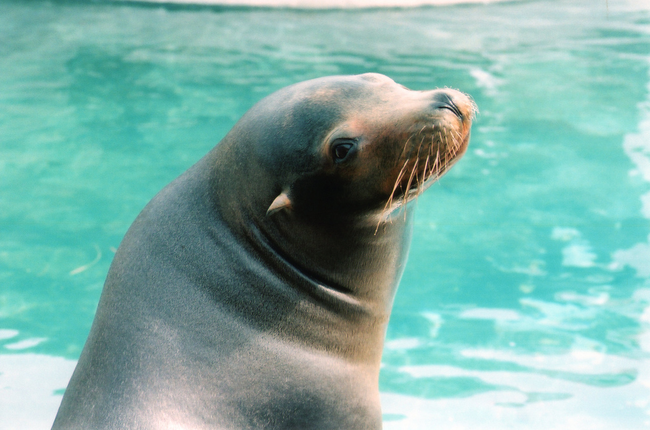 7.) Sea Lion