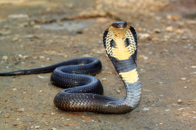 In case you weren't already terrified of snakes, king cobras have enough venom in one bite to <a href="https://animals.nationalgeographic.com/animals/reptiles/king-cobra/" target="_blank">kill 20 people</a>.