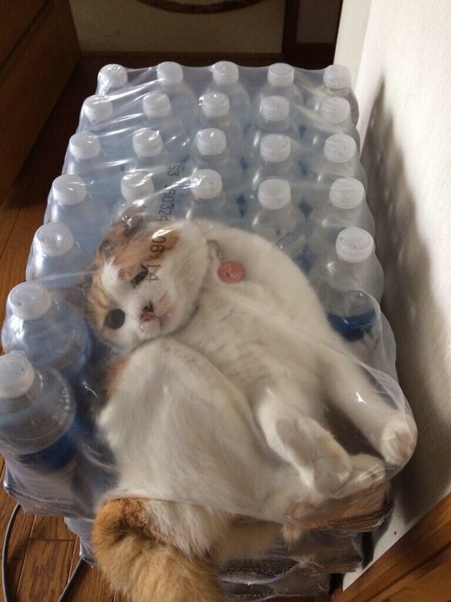 9.) I hope this is how the bought their cat/water from the store.