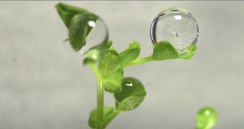 A water droplet hovers over a plant. Obviously,  watering a plant the way we do on Earth won't work in a weightless environment.