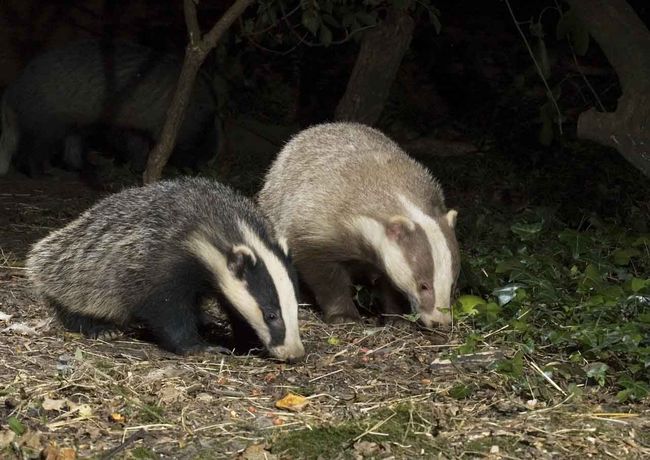 27.) Badger with his erythristic badger friend.