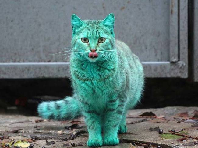 At the moment there are no plans to catch and clean the cat. The city seems content to let this unusual feline brighten up the drab looking streets of Varna for the time being.