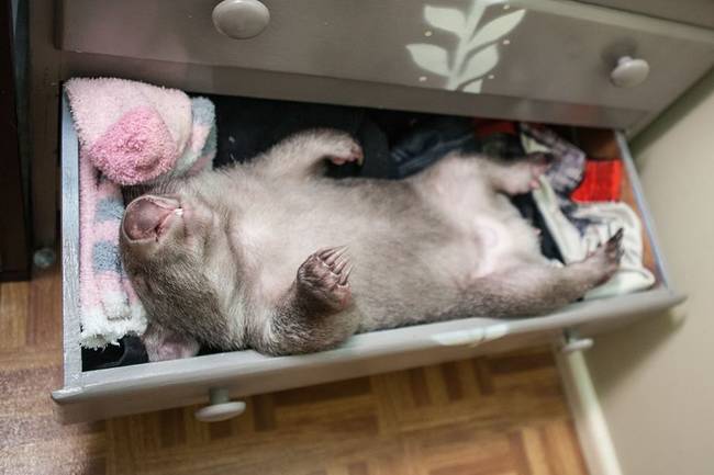 "He has learnt to nudge out the edge of drawer and then he walks around to the front to push it open. He climbs in — which takes a few minutes because he’s only little, then he rearranges the clothes and flat out he’s asleep."