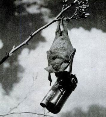 1.) Bats were used to carry bombs in times of war experimentally. Unfortunately, for the masterminds behind the project, the project was a huge failure.