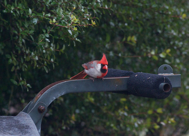 Since then, the bird had become a regular visitor.